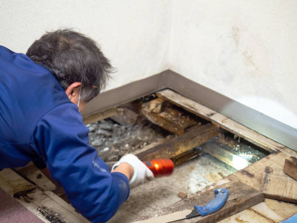 Best Crawl Space Mold Remediation in Cartersville, GA