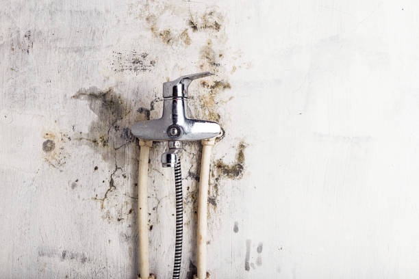  Cartersville, GA Mold Removal Pros