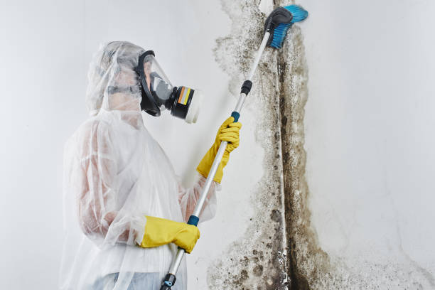 Best Attic Mold Remediation in Cartersville, GA