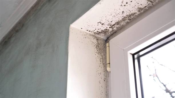 Best Post-Flood Mold Remediation in Cartersville, GA