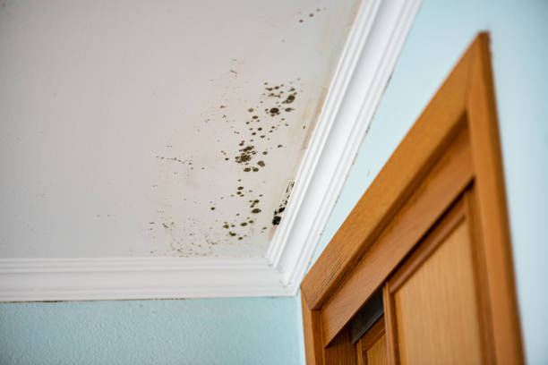 Best Mold Testing and Inspection Services in Cartersville, GA