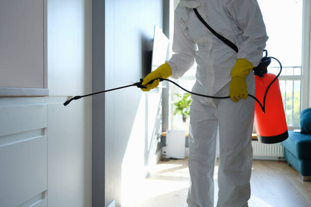 Best Black Mold Remediation in Cartersville, GA