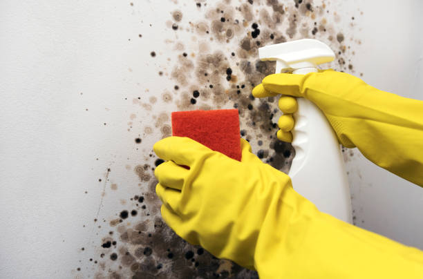 Best Commercial Mold Remediation in Cartersville, GA