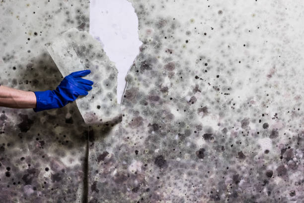 Best Localized Mold Remediation (e.g., coastal areas, humid climates) in Cartersville, GA